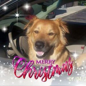 Meet your Posher, Donald